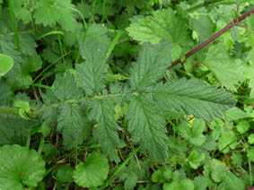 Agrimonia eupatoria